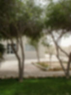 View from a Palm Chalet Window