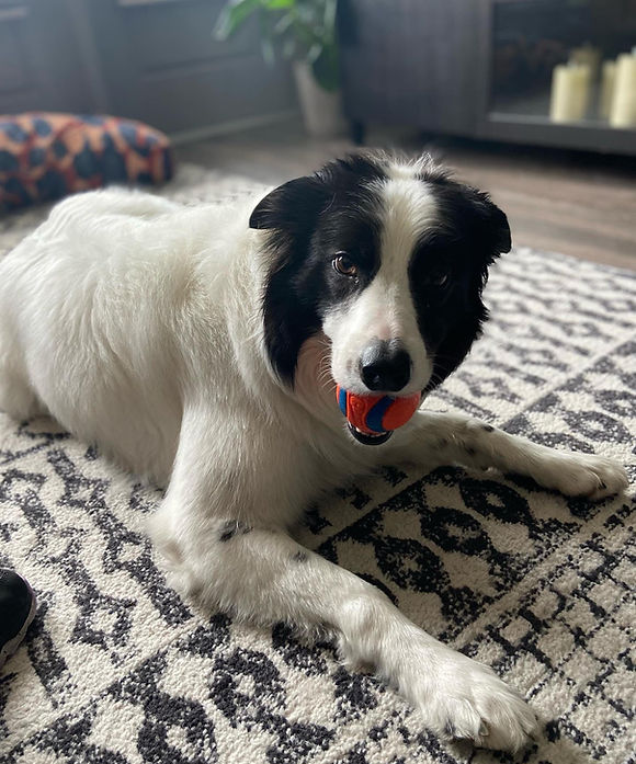 Ballard playing with his ball