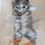 Thumbnail: Kitten at the Goldfish Bowl