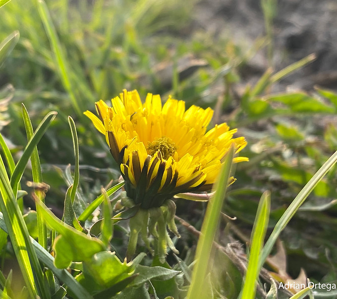 Dandelion d.jpg