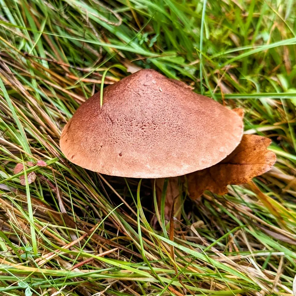 Tricholoma imbricatum