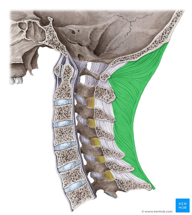 Ligamentum nuchae green.jpeg