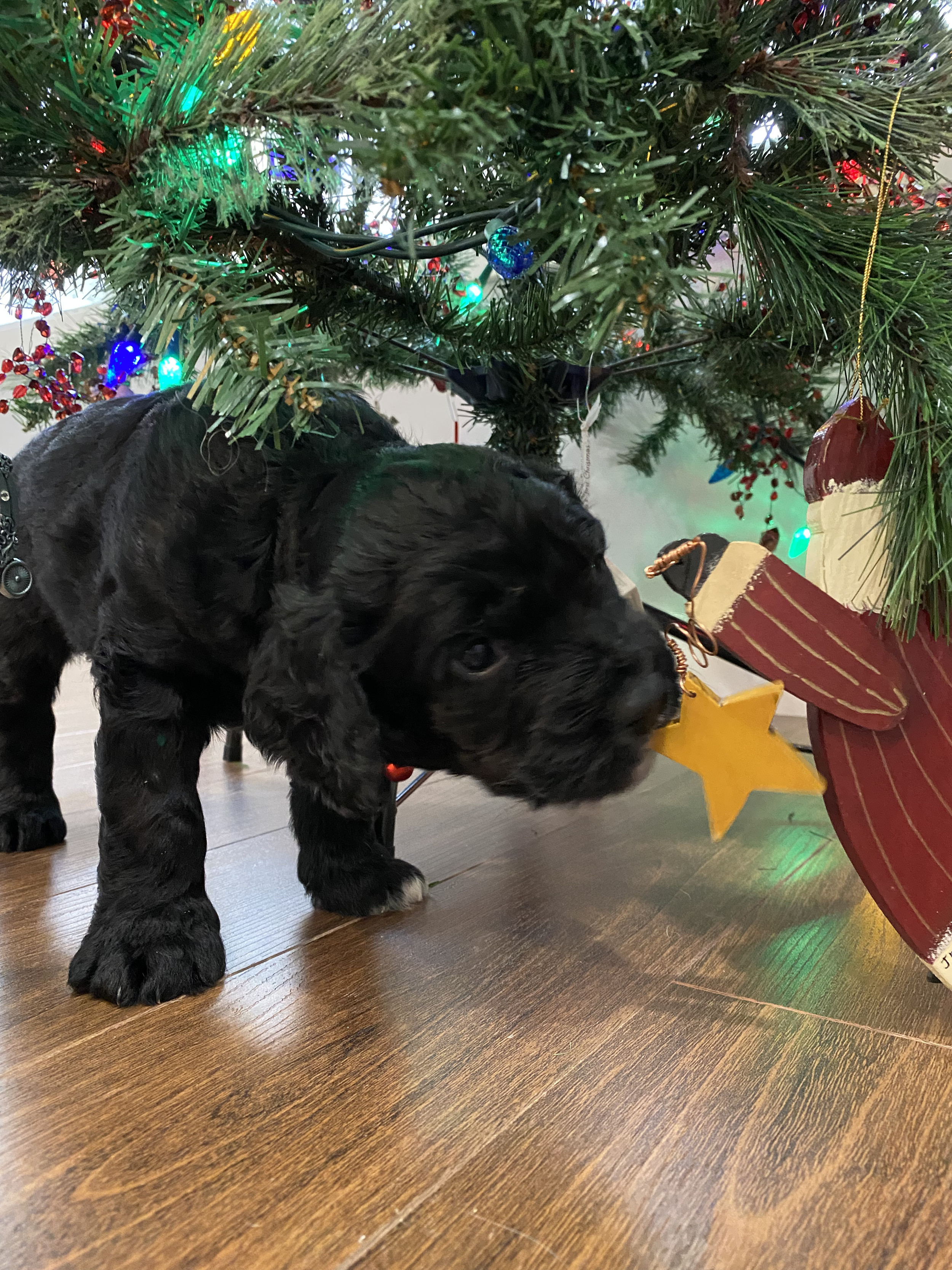 HOME | True North Sproodles