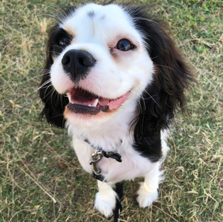 ABA Advice Beyond Accounting Team mascot Maliki a cavalier king charles spaniel