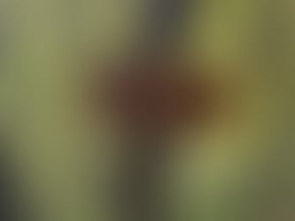 Whispering Journals: Blue Rocks