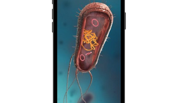 Bactérias (esferas, bastonetes, espirais) 3D