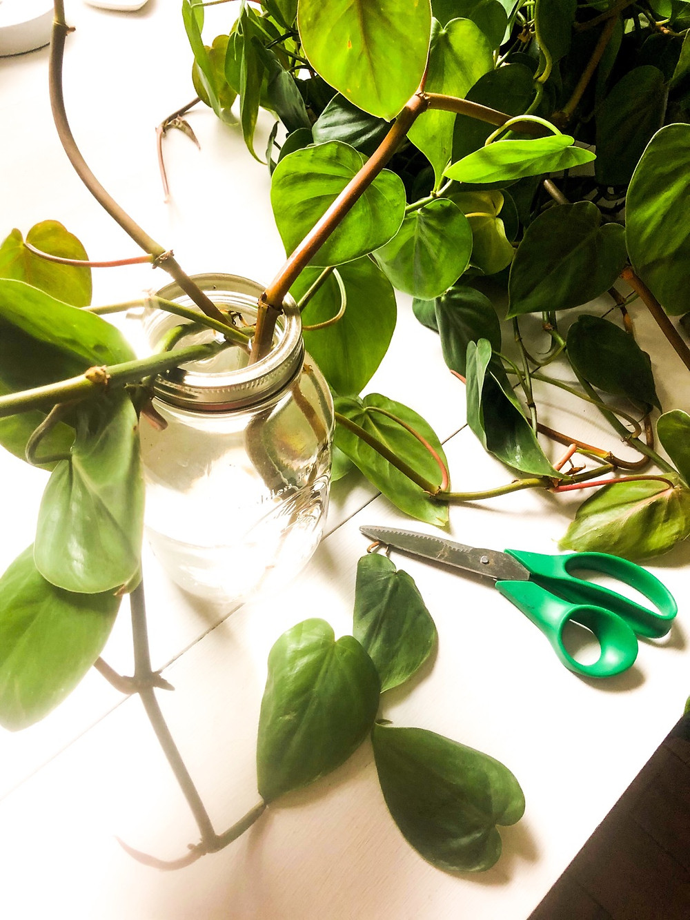 A few cuttings placed into clear jar in sunshine and warmth.