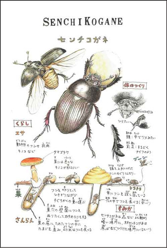 センチコガネ | EarthArtvillege（アースアートヴィレッジ）