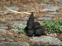 Man intrigued by square wombat poo, designs stool extrusion attachment