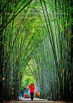 Bamboo Forest