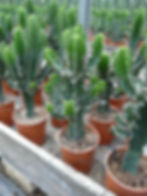 EUPHORBIA