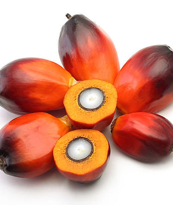 Palm kernel Oil