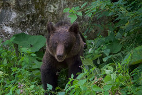 Brown Bear - Transfagarasan