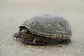 Eastern Mud Turtle