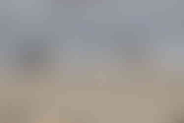 Little Tern
