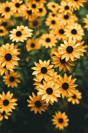 Yellow Daisies