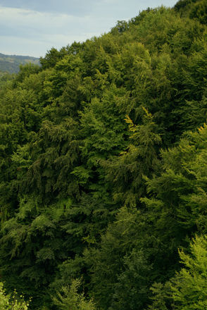 Tree Canvas