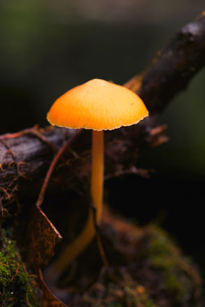 Orange Mushroom