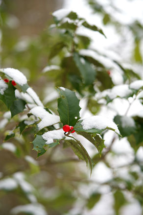 Red Berry Snow