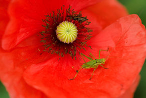 Grasshopper