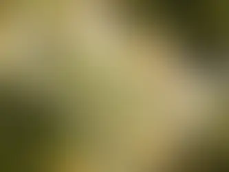 花粉症の方におすすめ