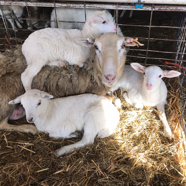 lambs