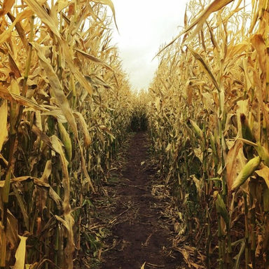 corn maze