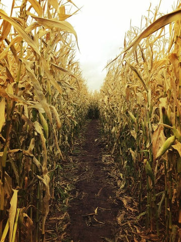corn maze