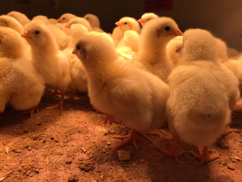 chicks