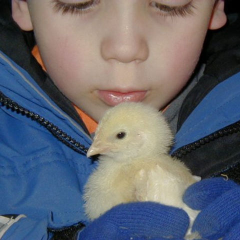kid holding a chick