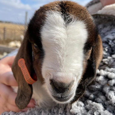lamb