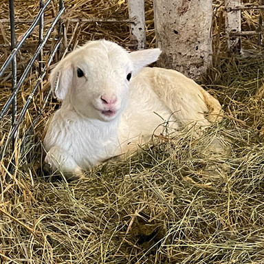 lamb