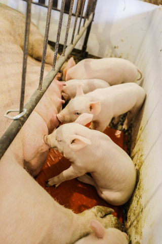 pigs