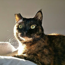 真人不露相 只好家貓代替