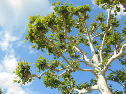 Full trim on Sycamore Tree