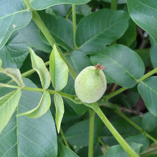 Torbalı ceviz fidanı-12