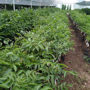 Torbalı ceviz fidanı-9