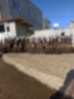 dikime hazır fidanlar