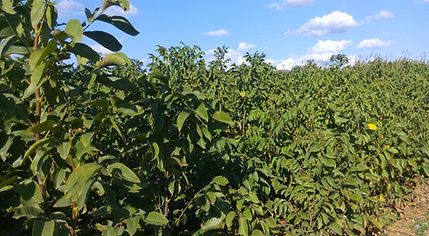 aşılanmış chandler ceviz fidanı bahçesi