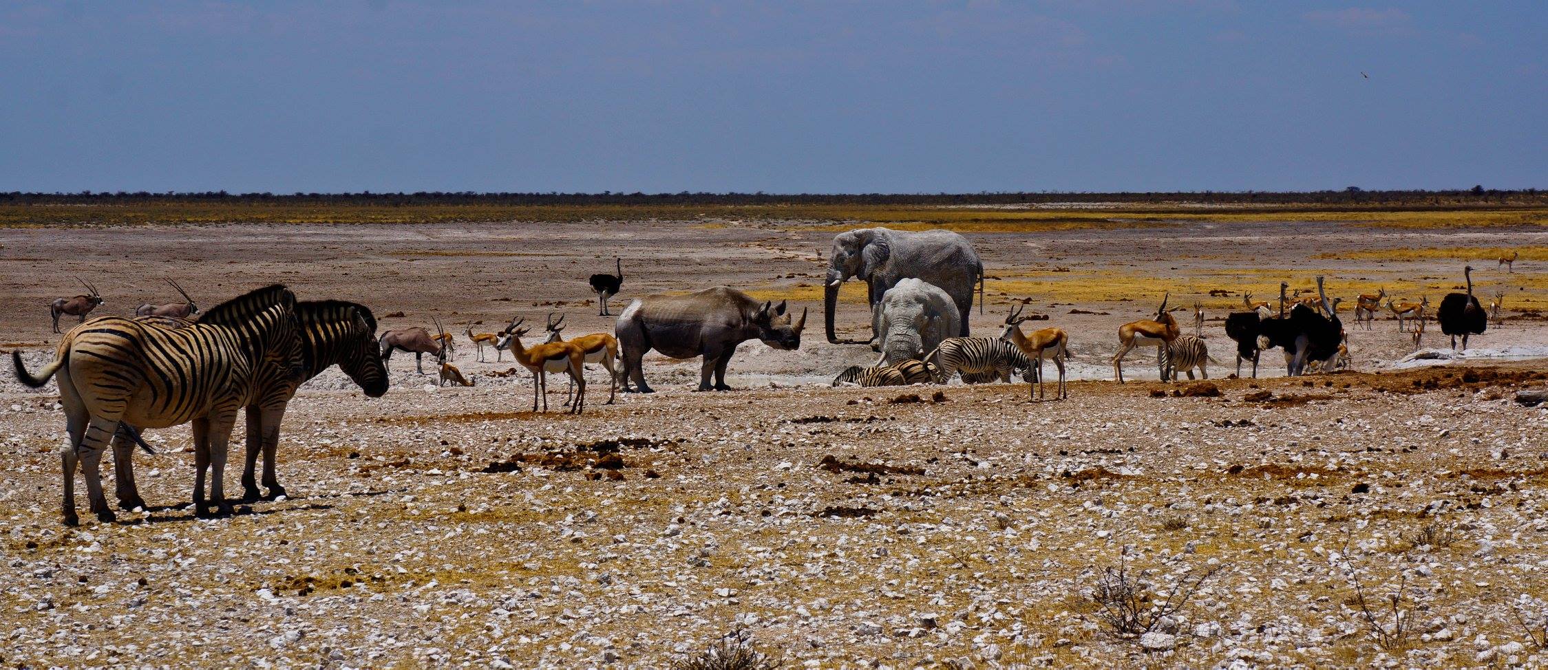 Waterhole at Etosha National Park