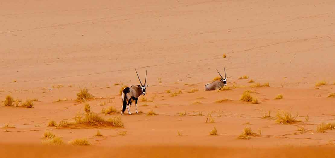 Oryx at Sossusvlei