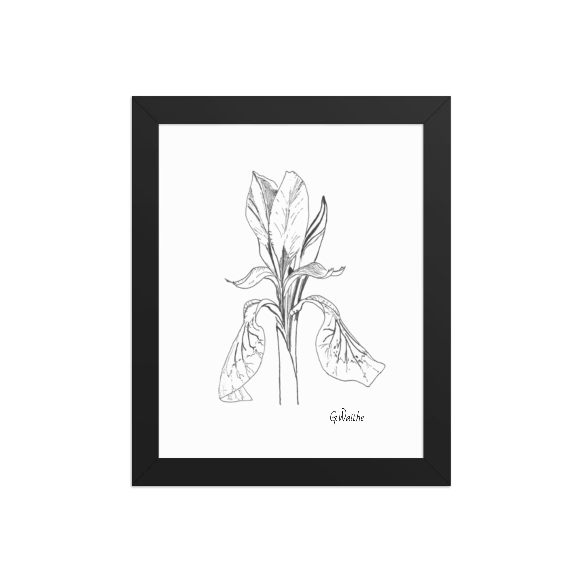 Wild Iris