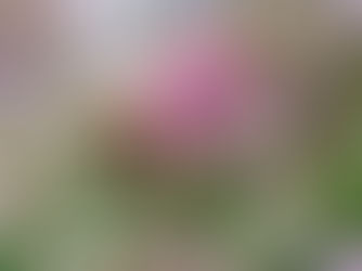 まちに花をさかせる仕事 ―― 「Fukuoka Flower Show 2026」設営の現場から