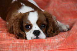 Roy (Cavalier King Charles Spaniel)