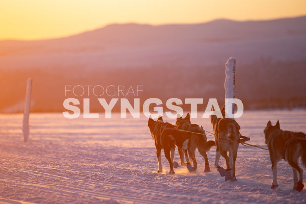 Femundløpet_2026-8879