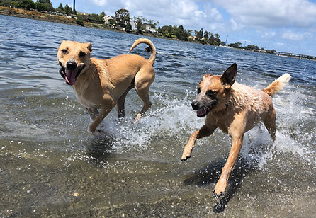 Off Leash Adventure Pack Walks
