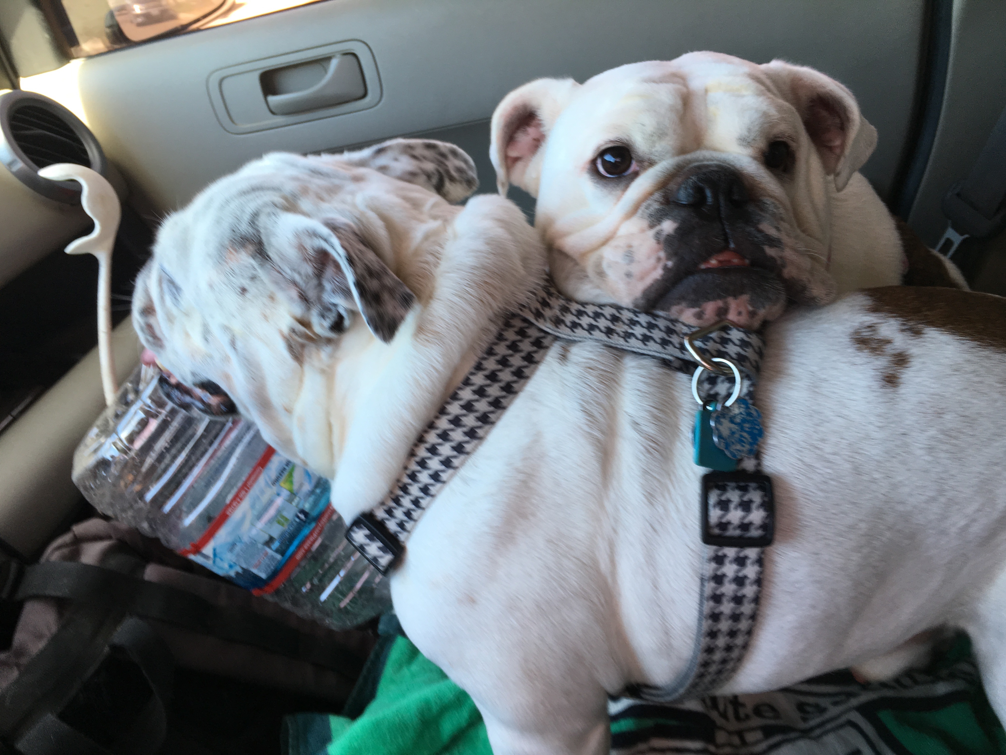 Smedley, Gertrude & Kasie