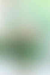 Beautiful Bridal flowers in pinks and blues sitting in a vase