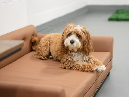 Rest on safe Kuranda beds for dogs