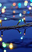 Christmas Lights on Trees